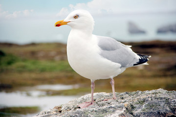 a single seagull sitting on a rock at the atlantic ocean