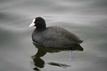schwimmendes Blässhuhn
