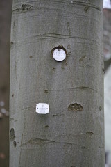 Baumnummerierung - Baumkataster