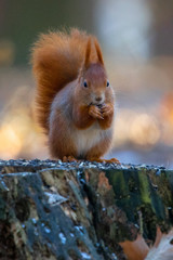 Squirrel on the thumb