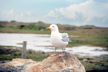 a single seagull sitting on a rock at the atlantic ocean