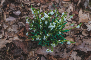 snowdrops close up in city park