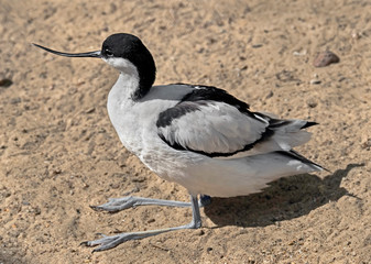 Pied avocet. Latin name - Recurvirostra avosetta	