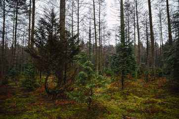  Beautiful forest for different uses