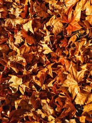 Dry leaves