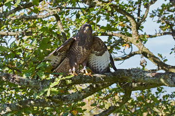 Common Buzzard