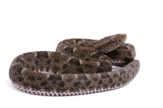 Bothrops neuwiedi - Neuwied's lancehead - 04