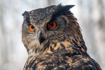 eurasian eagle-owl bubo bubo
