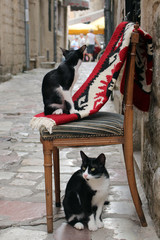 Old vintage chair, patterned carpet and two black and white cats on the stone paved street of old town Kotor, Montenegro