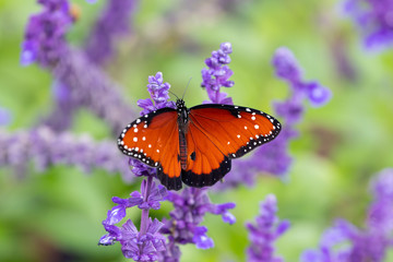 Monarch (milkweed) butterfly on purple flower (Salvia)