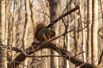 Squirrel Enjoying Breakfast