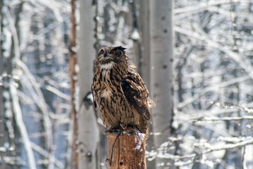 eurasian eagle-owl bubo bubo
