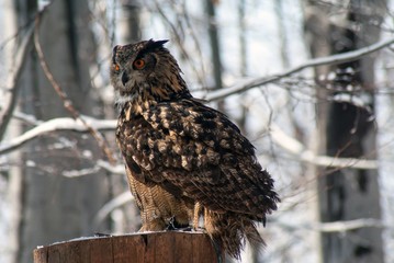 eurasian eagle-owl bubo bubo