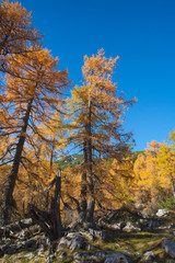 autumn alpine landscape