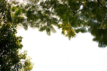 treetop isolated on white background