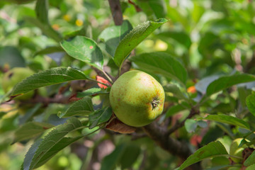 Pommier