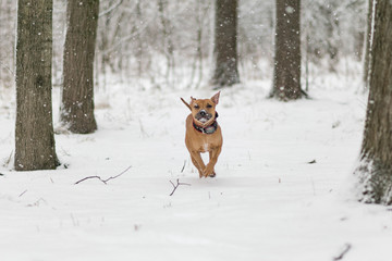 american pit bull terrier