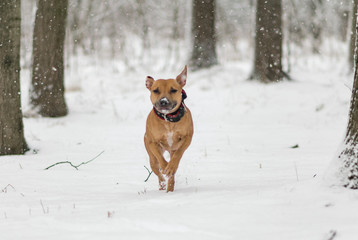 american pit bull terrier