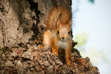 red squirrel