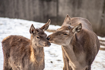 Portrait of a young  red deer and mother (Cervus elaphus)