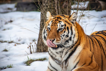 Siberian tiger (Panthera tigris) also  known as the Amur Tiger