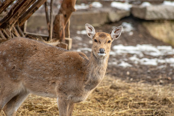 Female Vietnamese Sika Deer (Cervus nippon pseudaxis)