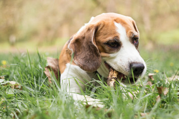 Beagle hound dog