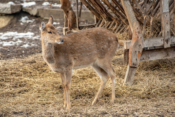 Female Vietnamese Sika Deer (Cervus nippon pseudaxis)