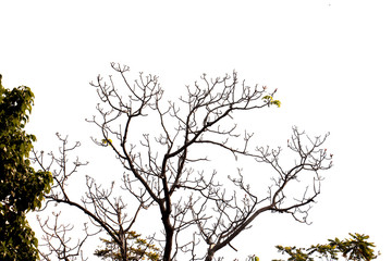 treetop isolated on white background