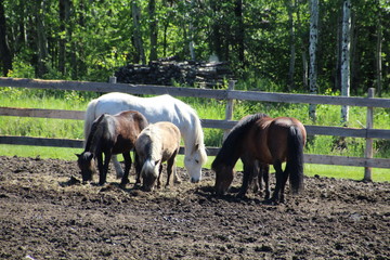 Naklejka premium Horses Feeding, Fort Edmonton Park, Edmonton, Alberta