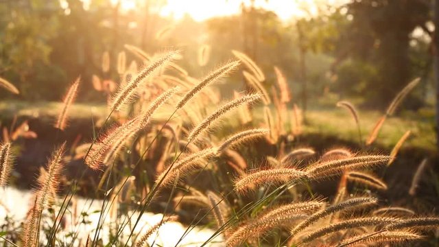 Close up grass flowers near the river  in  Chiangmai  Thailand
