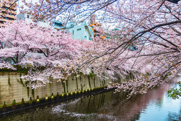 Naklejka premium Piękne Sakura lub Wiśniowe kwiaty w rzece Meguro w Tokio, Japonia