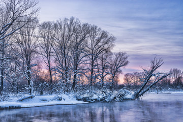 picturesque view of birch trees at winter forest 