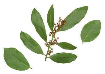 A branch of Laurel isolated on white background