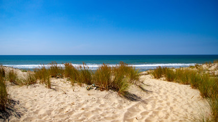 Bleu du Médoc