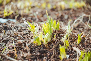 growing up flower from the ground close up