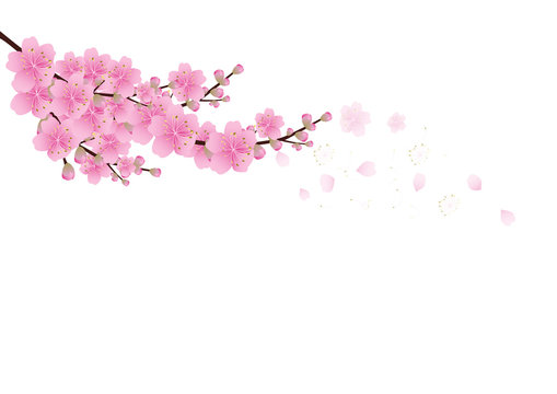 Sakura flowers background . cherry blossom isolated white background