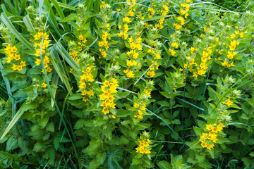 Loosestrife in the summer garden