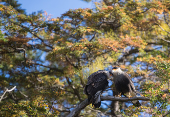 Patagonian crested caracara III