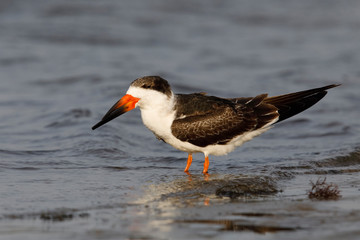 Black Skimmer resting on a Gulf of Mexico beach - Florida