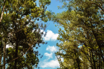 Fototapeta premium Beautiful trees in both sides with the sky as a ''road''/ Beautiful trees with the sky in the middle of the image 
