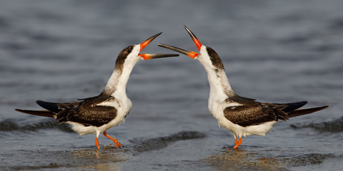 Black Skimmers disputing territory on a Gulf of Mexico beach - Florida