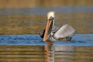 Brown Pelican swimming on a Florida river