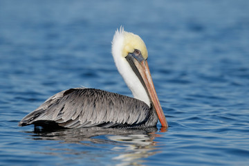 Brown Pelican swimming in the Gulf of Mexico - Florida