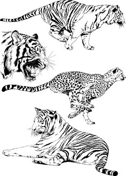 vector drawings sketches different predator , tigers lions cheetahs and leopards are drawn in ink by hand , objects with no background