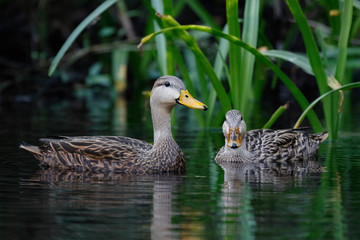 Pair of Mottled Duck on a Florida river