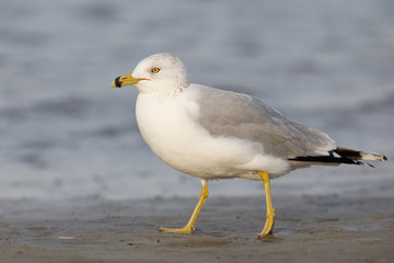 Ring-billed Gull foraging on a Gulf of Mexico beach - Florida