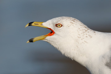 Closeup of a Ring-billed Gull calling