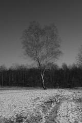 Winter rural landscape with trees and busches covered by snow