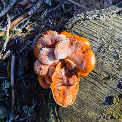Orange mushrooms on a stub